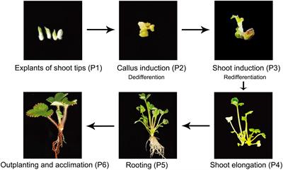 Dynamic Changes of DNA Methylation During Wild Strawberry (Fragaria nilgerrensis) Tissue Culture
